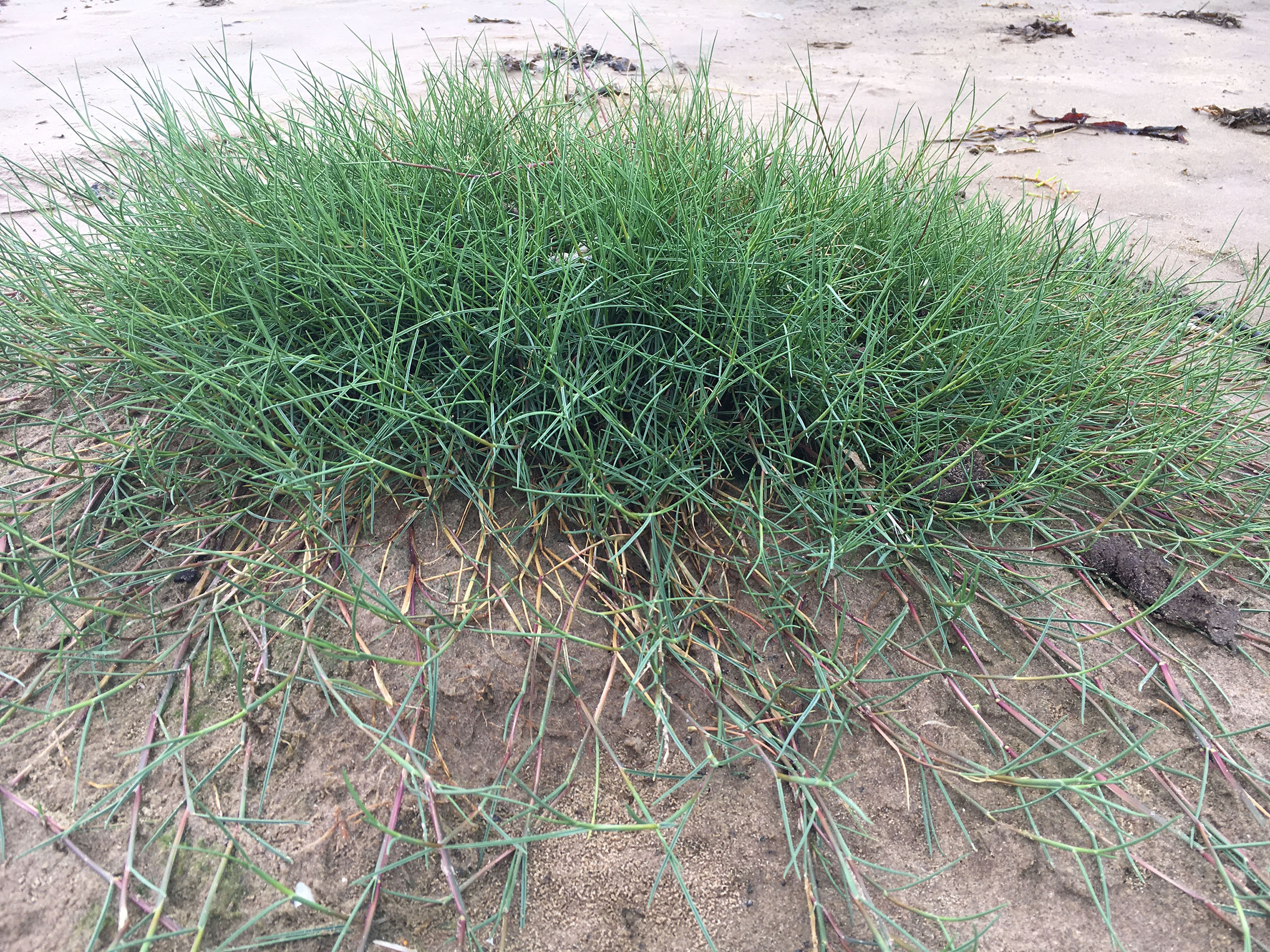 Common Saltmarsh Grass (Puccinellia maritima)