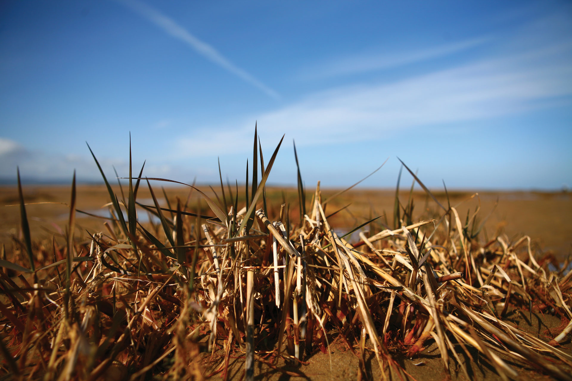 Spartina anglica growing on Hoyake beach: chemical treatment and digging has consistently failed for over 50 years © HVL