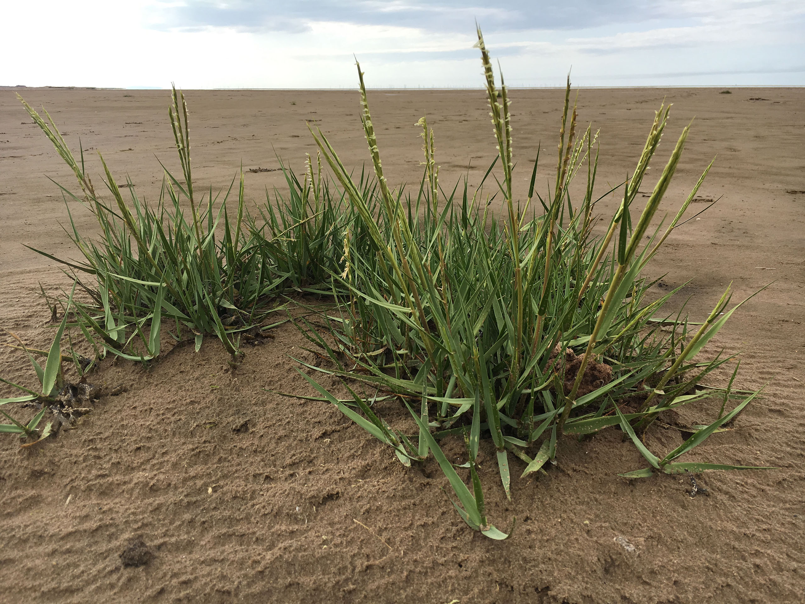 Common Cord Grass (Spartina anglica)