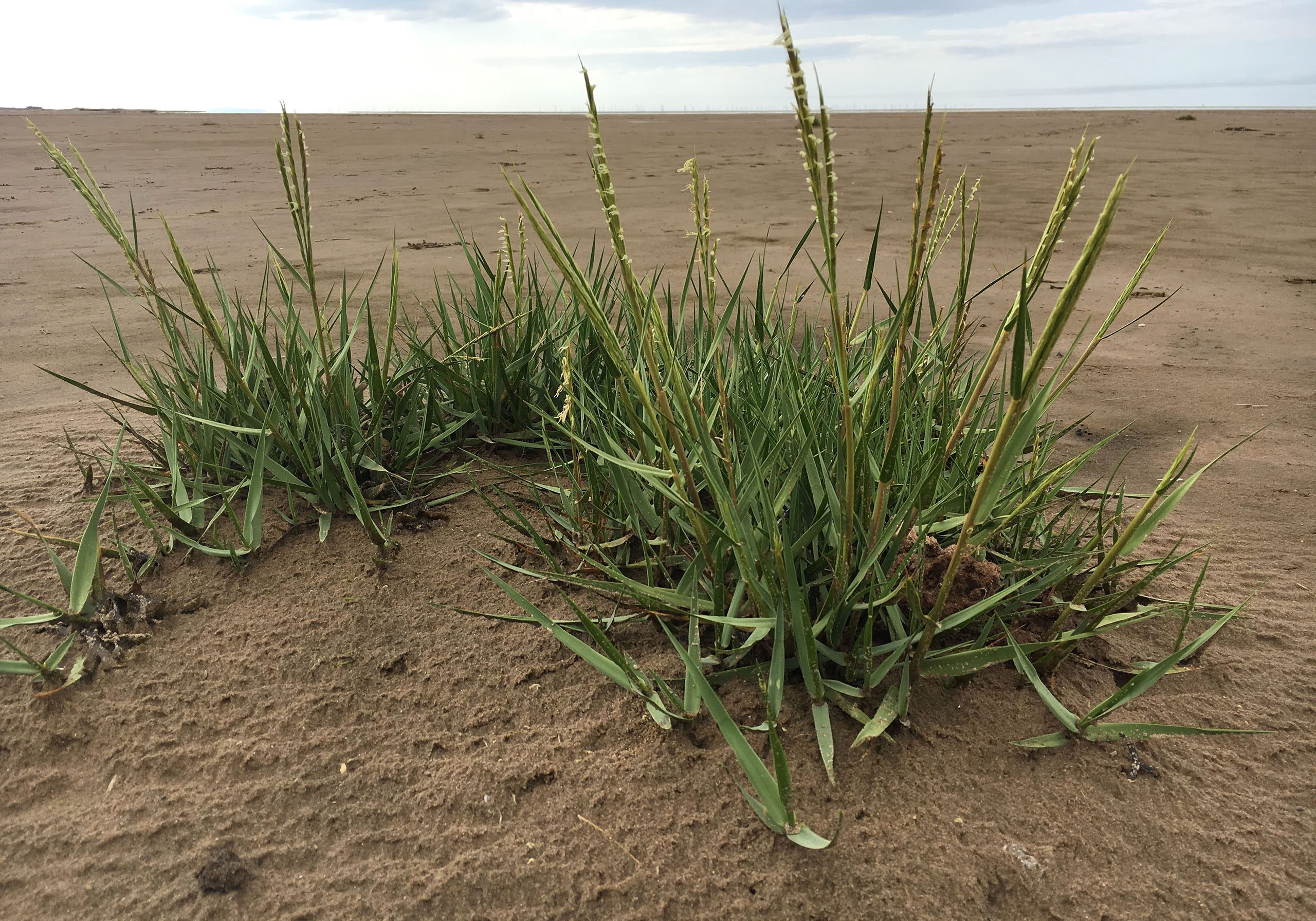 Spartina anglica: spiky, dark green leaves