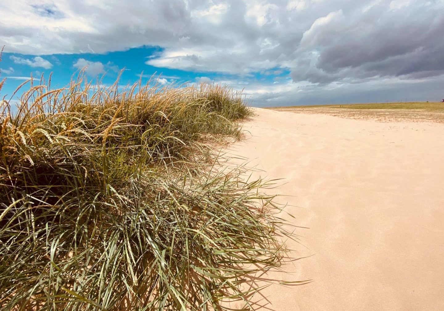 Dune succession at Hoylake