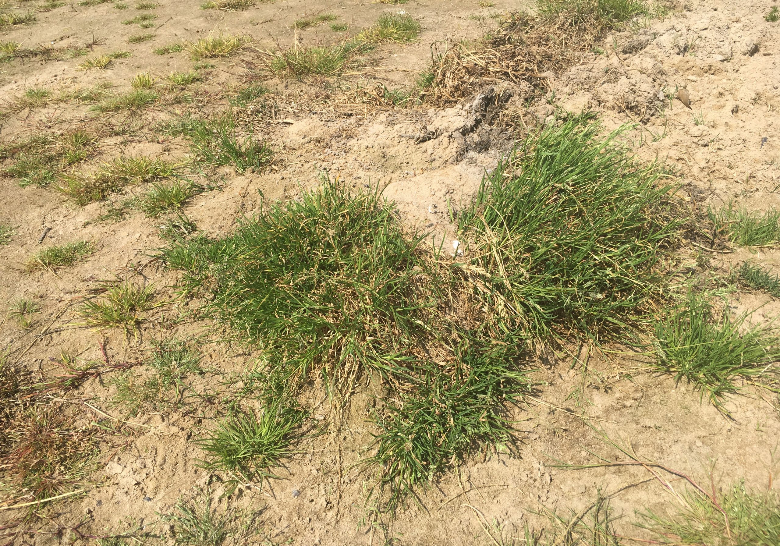 And here is a close up of the meadow grass, with flat, spiky green leaves similar to domestic lawn grass.