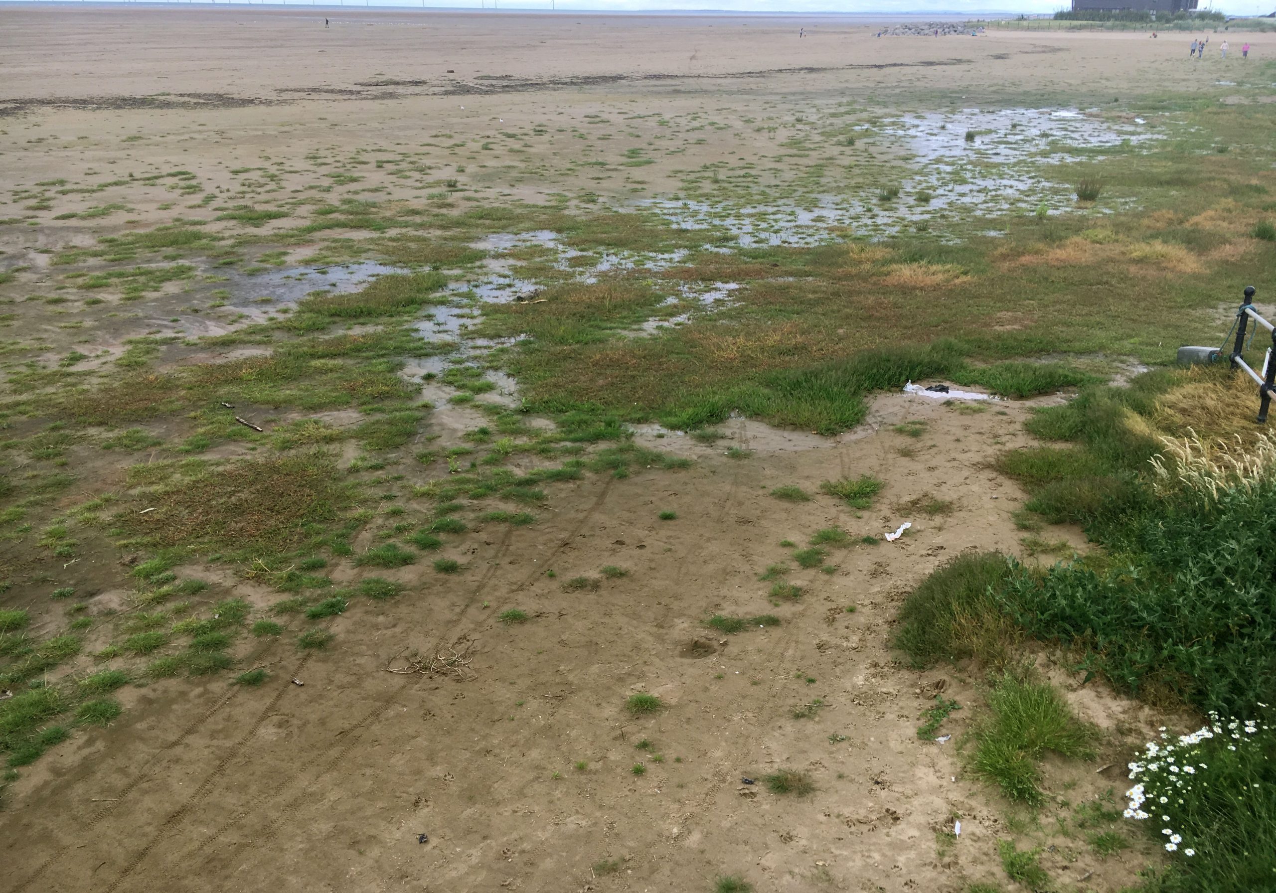 Here it is at ground level. This is not Spartina; it is about broken drains. Until that is xed, no amount of spraying, digging or any other treatment will work.