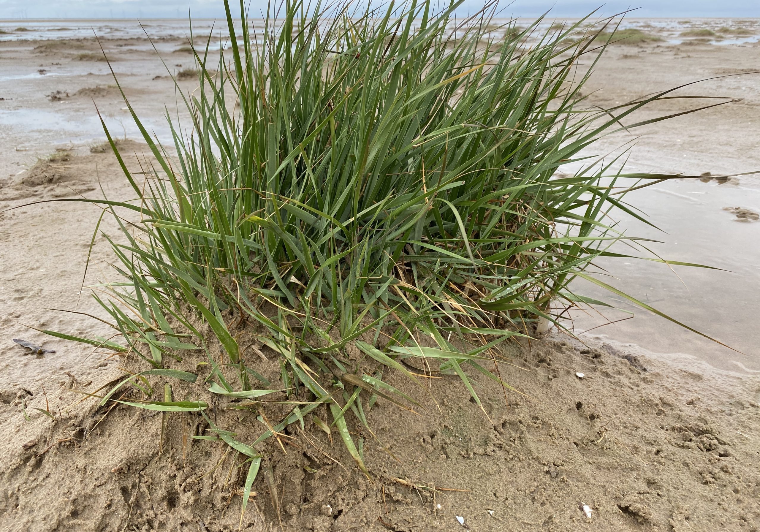 Spartina anglica