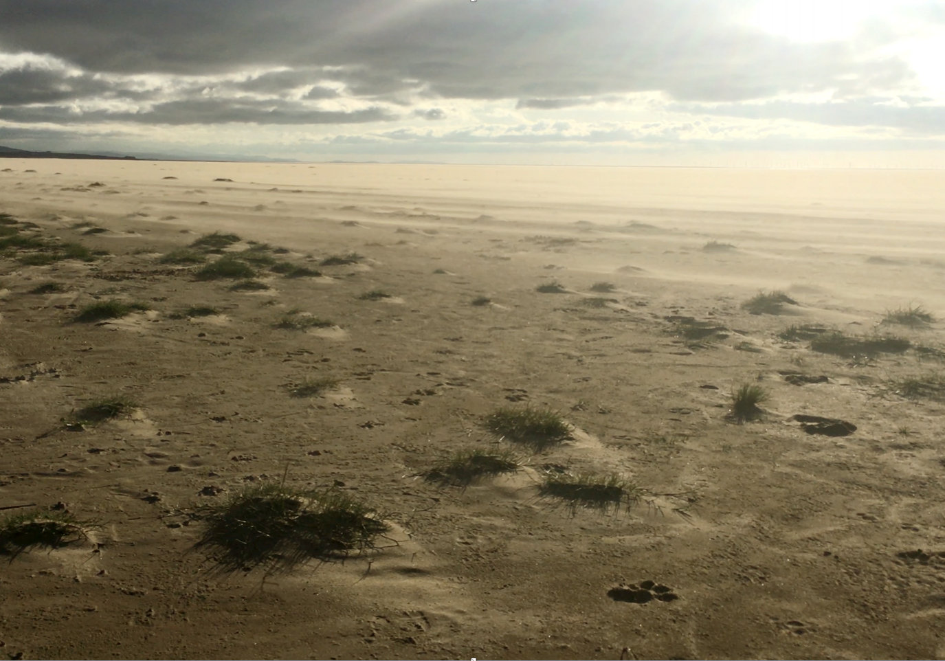 Hummocks at Hoylake