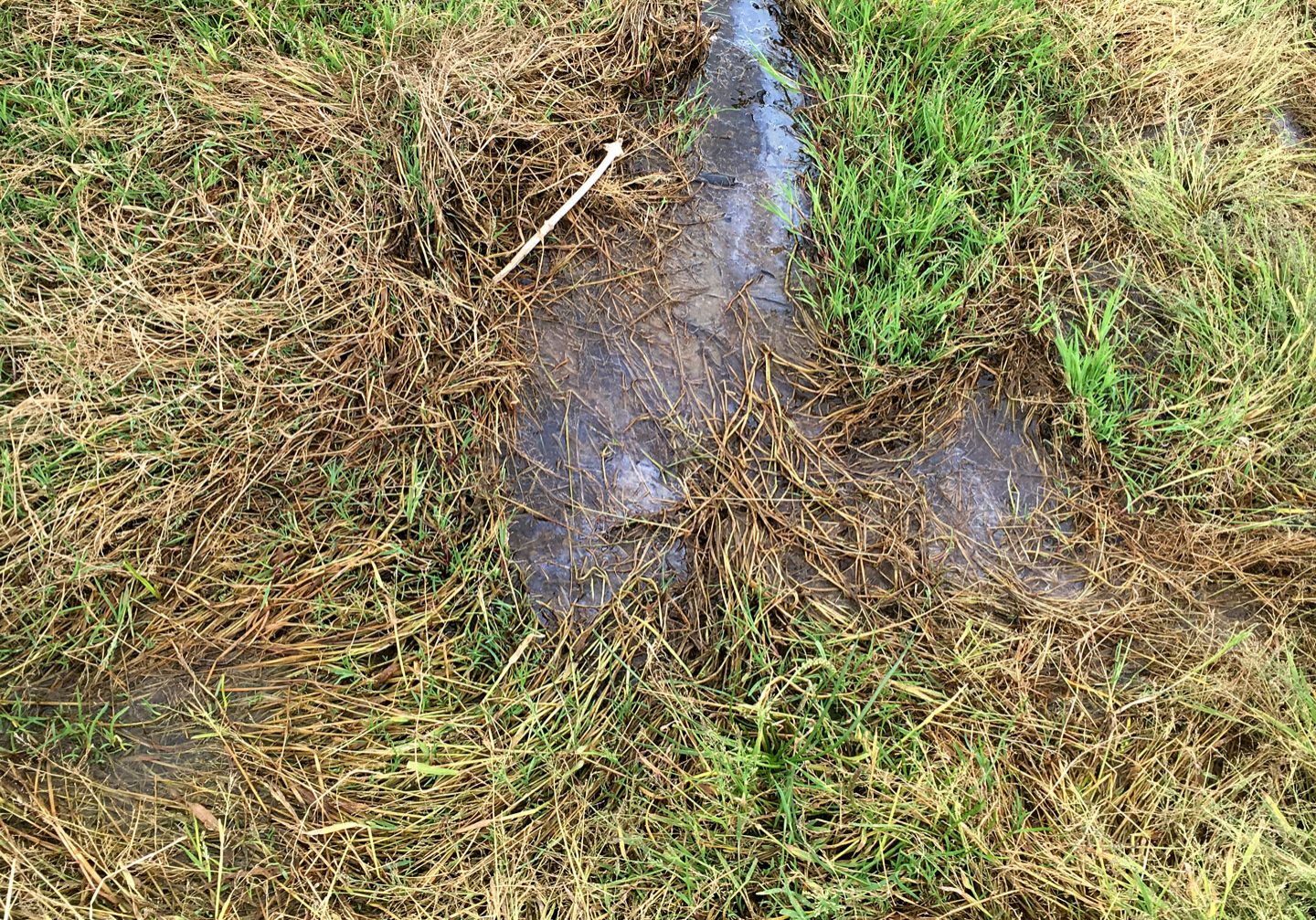 Note the oily rainbow sheen on the surface of this polluted water, bubbling up from underground adjacent to the old toilet block among thick marshy meadow grass, being fed by unidentified nutrients.