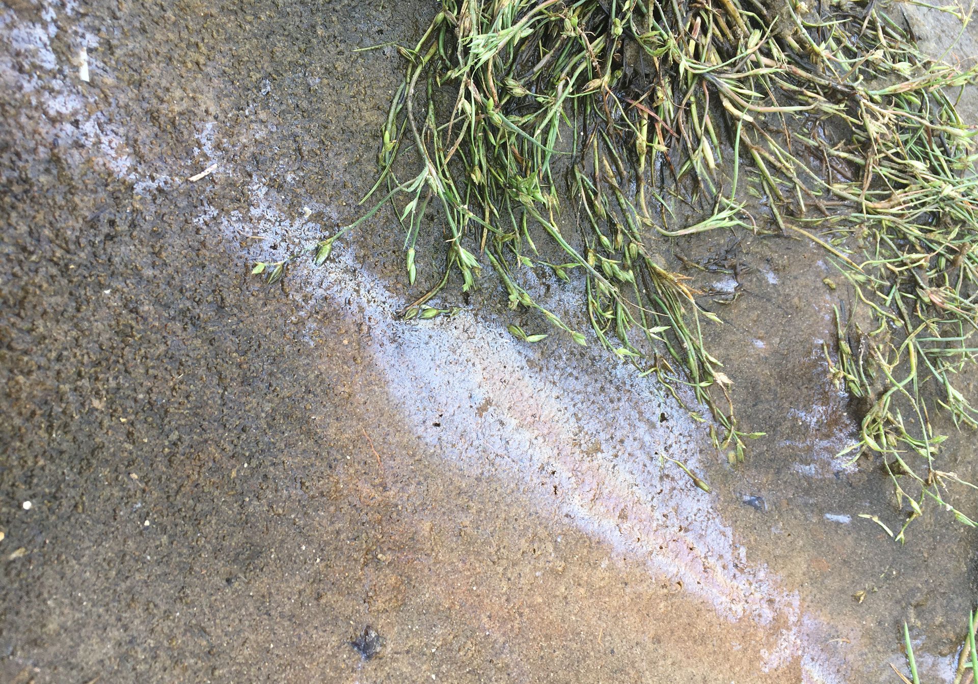 This may be petrol, oil or other vehicle related pollution from surface water, or perhaps from cracked mis-connected domestic drains, or worse. Tests needs to be conducted and the problems fixed.